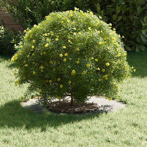 vidaXL convient aux anneaux d'arbres plats Argent Ø30 / 60 cm Acier galvanisé