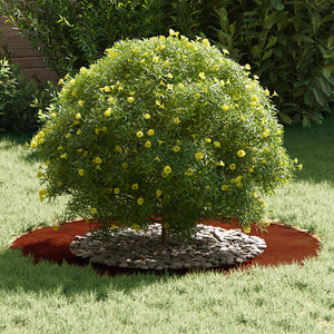 Baumringe für flache Bäume, 5 Stk., Braun, Ø50/80 cm