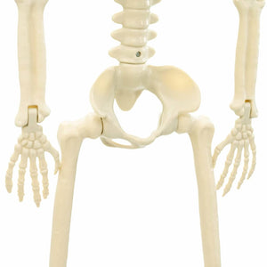 Halloween Skelett Weiß 85cm 2er-Set