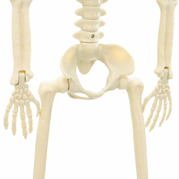 Halloween Skelett Weiß 85cm 2er-Set