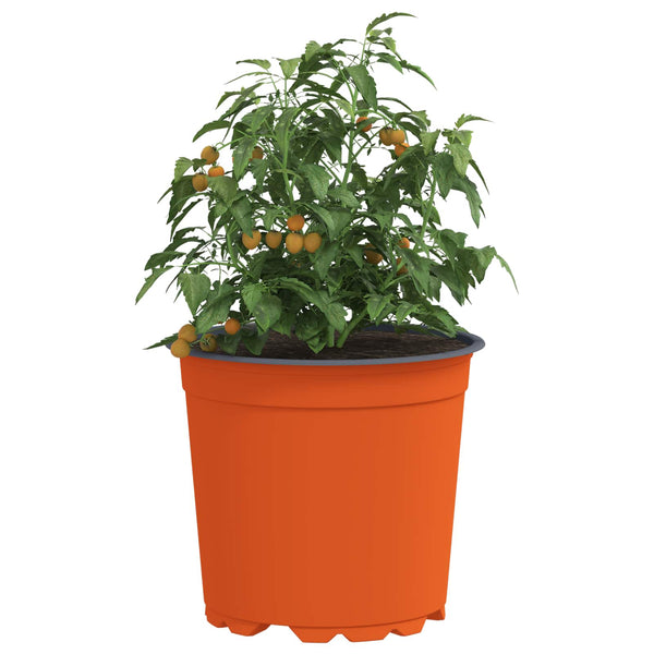 Terrakotta Blumentöpfe 50er Set Ø15cm