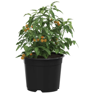 Runde Blumentöpfe Schwarz 10 cm - 50er Set