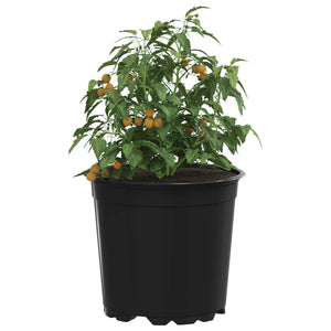 Blumentopf Set 50 Stk. Schwarz 15x13 cm
